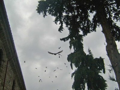 Το-πέταγμα-των-περιστεριών